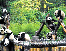 chengdu-panda