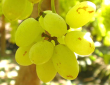 turpan-grape