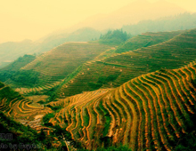 longsheng-field-terrace