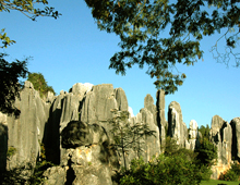 stone-forest