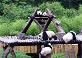 panda