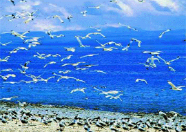 Qinghai Lake