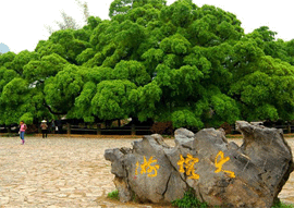 Big Banyan Tree