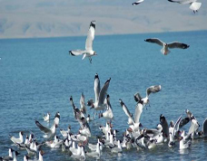 xining qinghai lake